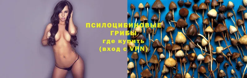 Галлюциногенные грибы Psilocybine cubensis  Красный Кут 